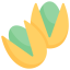 pistachio